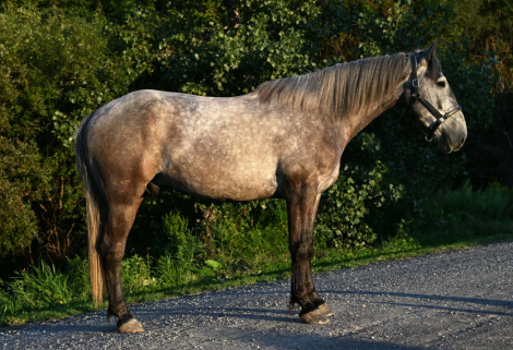 HorseID: 2304347 CAPTAIN - PhotoID: 1101113