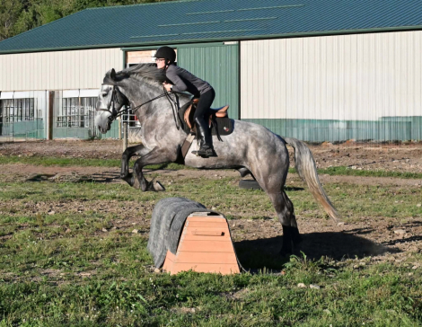 HorseID: 2304347 CAPTAIN - PhotoID: 1101114