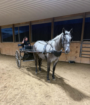 HorseID: 2304347 CAPTAIN - PhotoID: 1101115