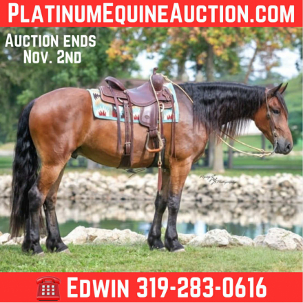 HorseID: 2304348 Dutch Creek Donald - PhotoID: 1087339