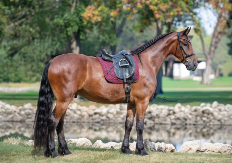 HorseID: 2304348 Dutch Creek Donald - PhotoID: 1087340