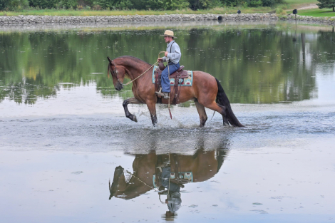 HorseID: 2304348 Dutch Creek Donald - PhotoID: 1087341