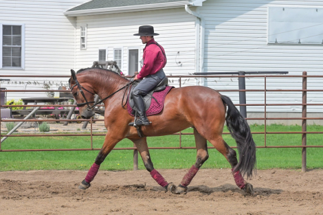 HorseID: 2304348 Dutch Creek Donald - PhotoID: 1087342