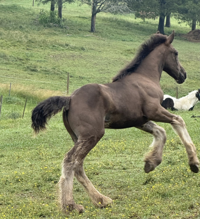 HorseID: 2304349 FKF Violet - PhotoID: 1087293