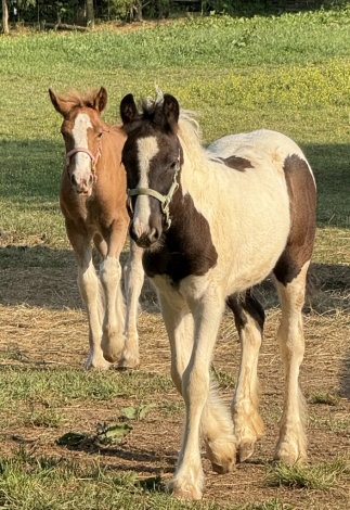 HorseID: 2304351 FKF Maisie’s Lovely Lady May - PhotoID: 1087294