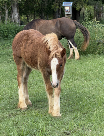 HorseID: 2304352 FKF Josephine - PhotoID: 1087296