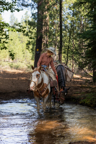 HorseID: 2304353 Warrior - PhotoID: 1087298