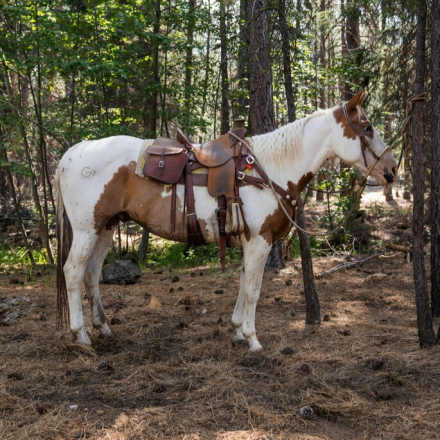 HorseID: 2304353 Warrior - PhotoID: 1087299