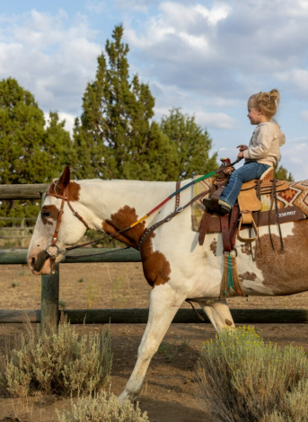 HorseID: 2304353 Warrior - PhotoID: 1087300