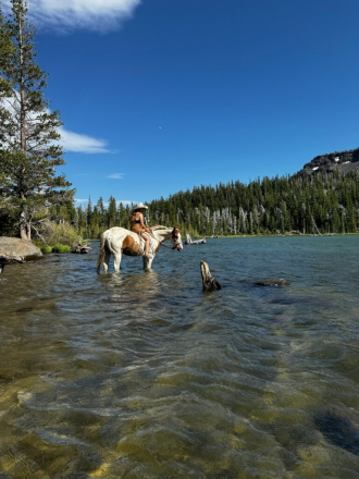 HorseID: 2304353 Warrior - PhotoID: 1087301