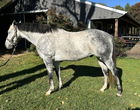 HorseID: 2304364 Favorite Grandson (Tucker) - PhotoID: 1087302