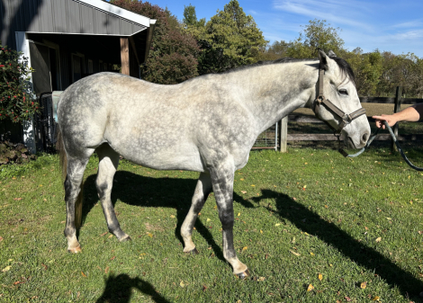 HorseID: 2304364 Favorite Grandson (Tucker) - PhotoID: 1087303