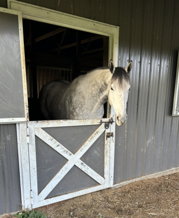 HorseID: 2304364 Favorite Grandson (Tucker) - PhotoID: 1087304