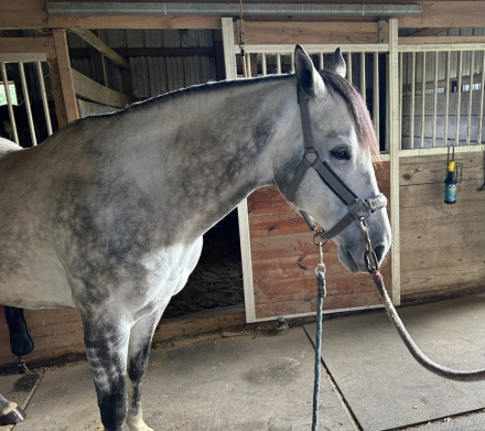 HorseID: 2304364 Favorite Grandson (Tucker) - PhotoID: 1087305