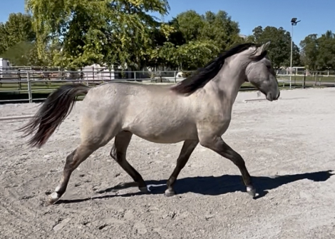 HorseID: 2304365 Ulisses - PhotoID: 1087306