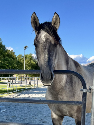 HorseID: 2304365 Ulisses - PhotoID: 1087307