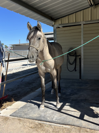 HorseID: 2304365 Ulisses - PhotoID: 1087308