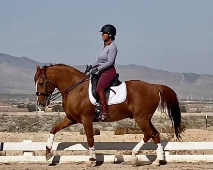 HorseID: 2304365 Ulisses - PhotoID: 1087309