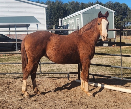 HorseID: 2304366 RIESLING - PhotoID: 1087310