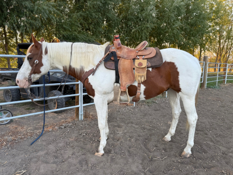 HorseID: 2304369 Tailors Frst Impression - PhotoID: 1087596