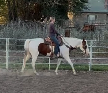 HorseID: 2304369 Tailors Frst Impression - PhotoID: 1087597