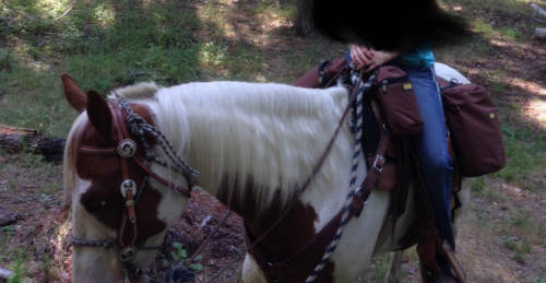 HorseID: 2304369 Tailors Frst Impression - PhotoID: 1087599