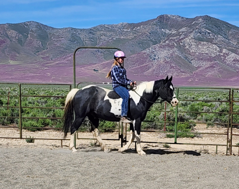 HorseID: 2304374 Hanks Robin Bandit - PhotoID: 1087356