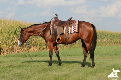 HorseID: 2304375 Dandee Little Fox - PhotoID: 1087360