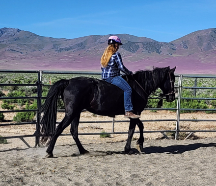 HorseID: 2304376 Mama's Party Girl - PhotoID: 1087361