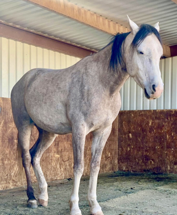 HorseID: 2304381 Belesemo Apollo - PhotoID: 1087363