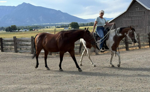 HorseID: 2304382 Rein - PhotoID: 1087415