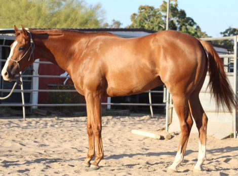 HorseID: 2304383 From A Small Town - PhotoID: 1087364