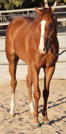 HorseID: 2304383 From A Small Town - PhotoID: 1087365