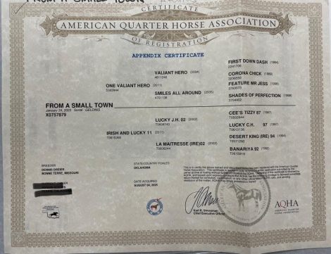 HorseID: 2304383 From A Small Town - PhotoID: 1087366