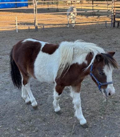 HorseID: 2304385 Finn - PhotoID: 1087367