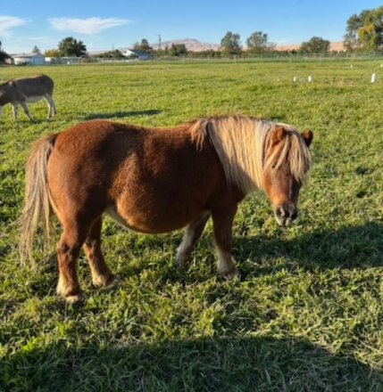 HorseID: 2304386 ICM Falabella Anastasia - PhotoID: 1087369