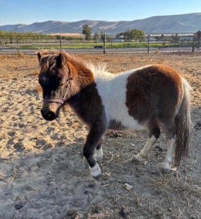 HorseID: 2304387 Sorpresa - PhotoID: 1087370