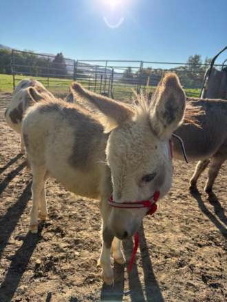 HorseID: 2304388 Pepe - PhotoID: 1087371