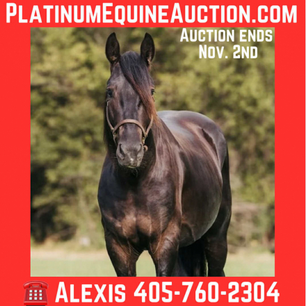 HorseID: 2304389 Camelot By Midnight - PhotoID: 1087372