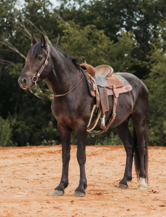 HorseID: 2304389 Camelot By Midnight - PhotoID: 1087373