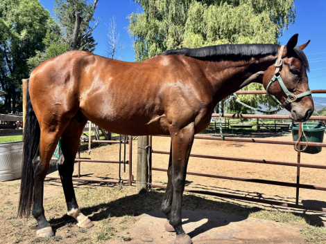 HorseID: 2304391 Loonshot - PhotoID: 1087377