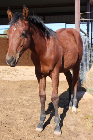 HorseID: 2304392 Boom Boom Esquire - PhotoID: 1087381