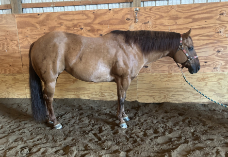 HorseID: 2304393 BLYTHES KING STELLA - PhotoID: 1087378