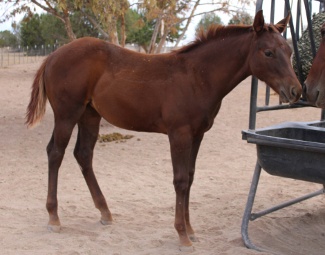 HorseID: 2304394 Nics Starlight Belle - PhotoID: 1087386