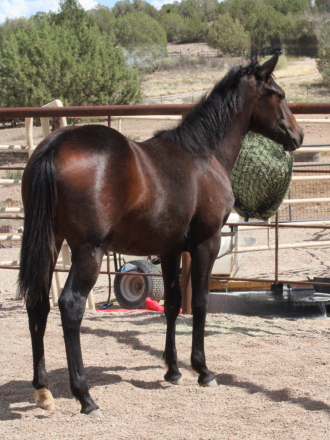 HorseID: 2304395 Miss Teton Sugar - PhotoID: 1087385