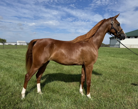 HorseID: 2304398 Unapologetic - PhotoID: 1087380