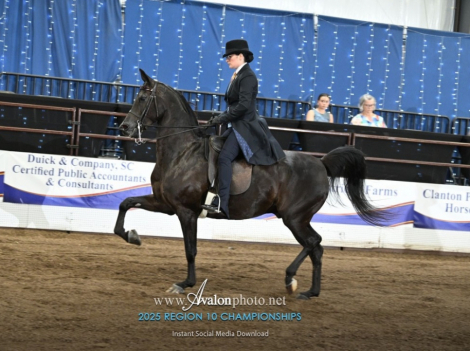 HorseID: 2304401 Nite Trane CA - PhotoID: 1087387