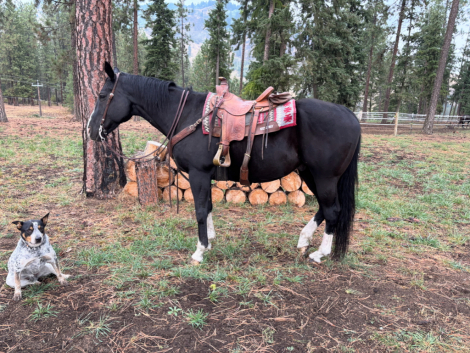 HorseID: 2304407 A REAL STEAL 613 “Stealer” - PhotoID: 1087527