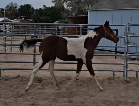 HorseID: 2304410 KR Im Obviously Lucky - PhotoID: 1087393