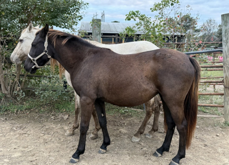 HorseID: 2304411 Elysium Dark Krystal - PhotoID: 1087395